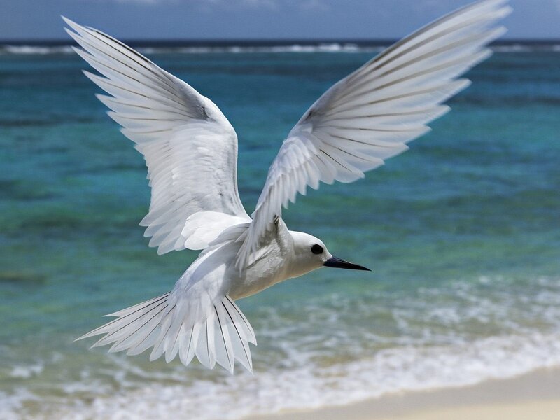 white tern in flight over ocean