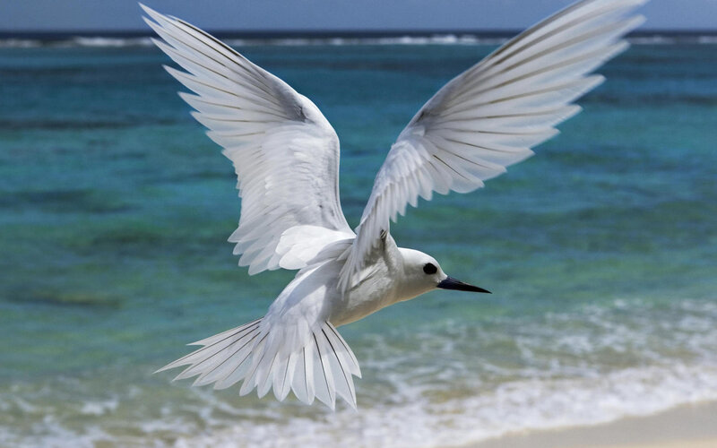 White Tern in Flight — Serene, Afternoon, Photograph, Ocean