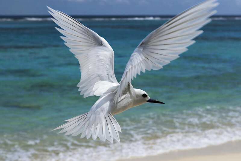White Tern in Flight — Serene, Afternoon, Photograph