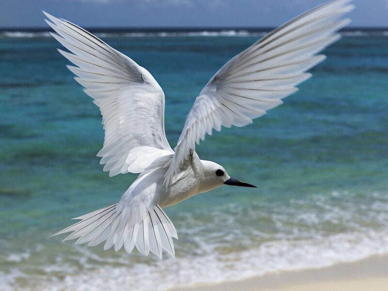White Tern in Flight — Serene, Afternoon