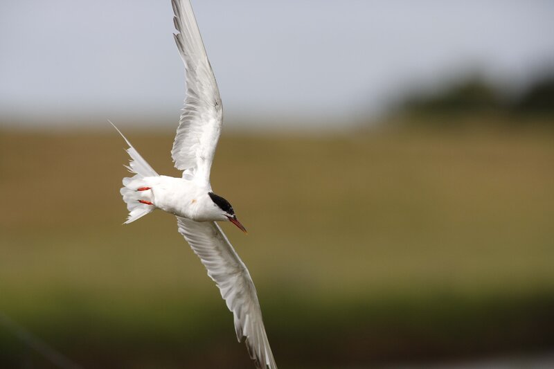 white tern in flight