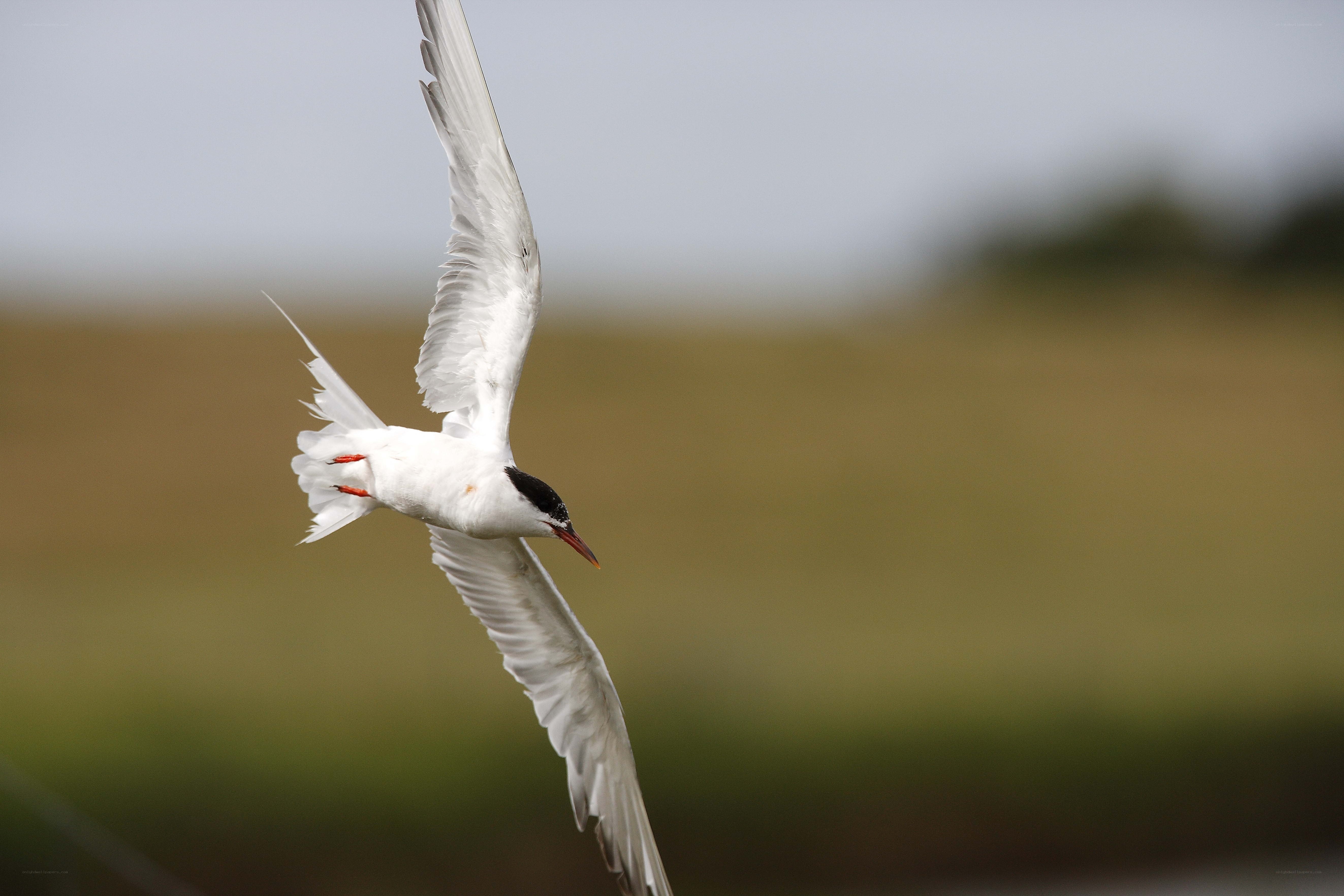 white tern in flight