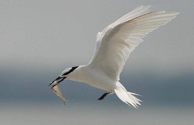 White Tern with Fish