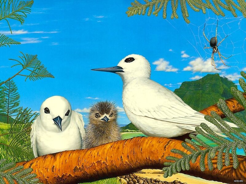 White Terns with Chick