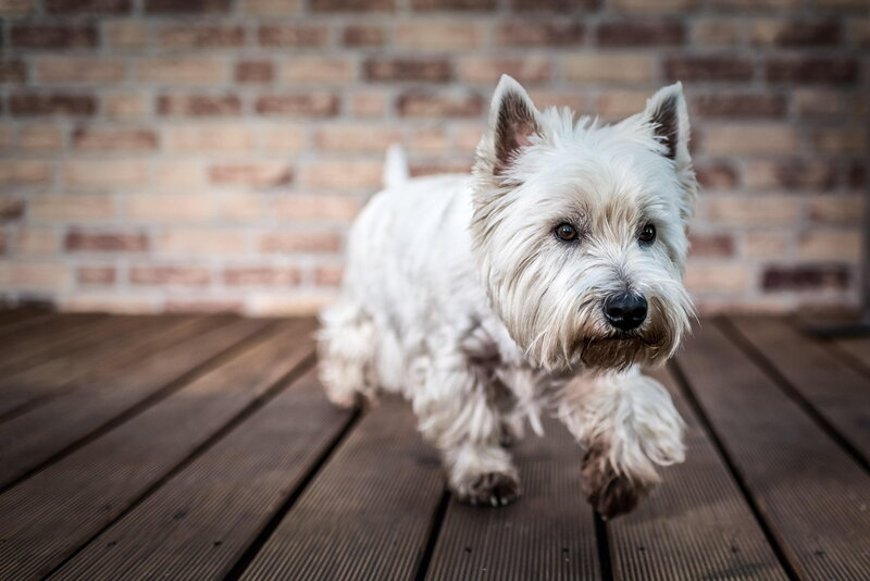 White Terrier Dog — Calm