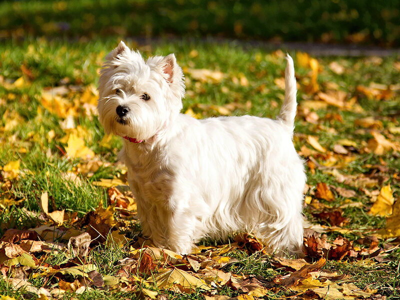 White Terrier Dog