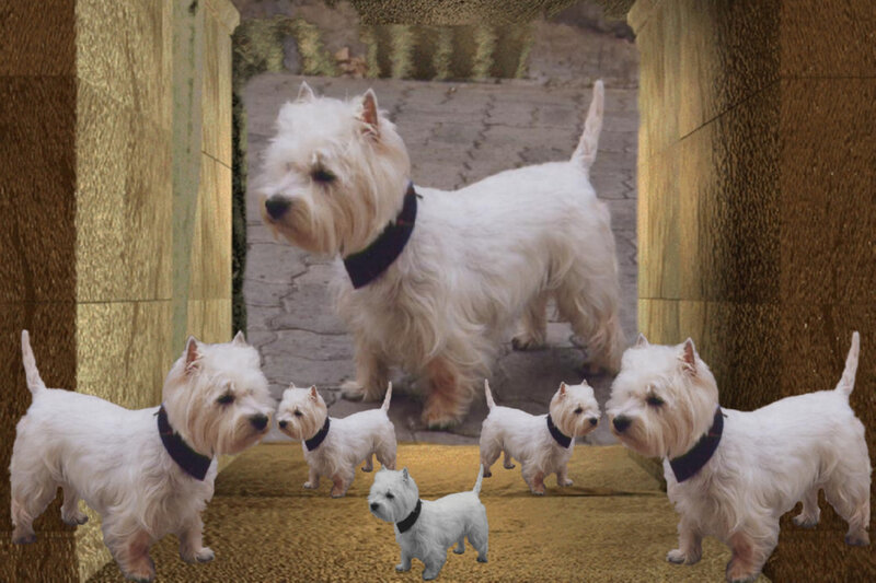 White Terrier Dogs
