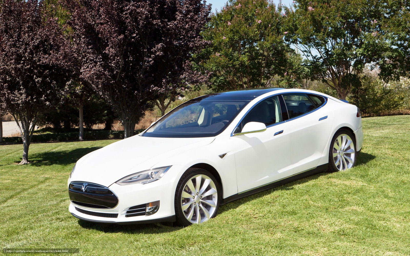 White Tesla Model S on lawn