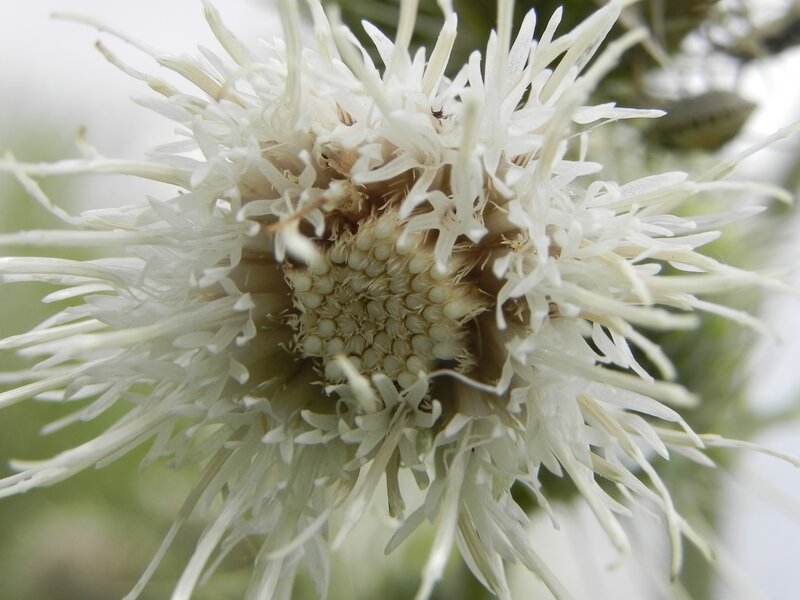 White Thistle Flower — Calm, Photograph