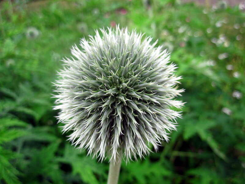 White Thistle Flower — Calm