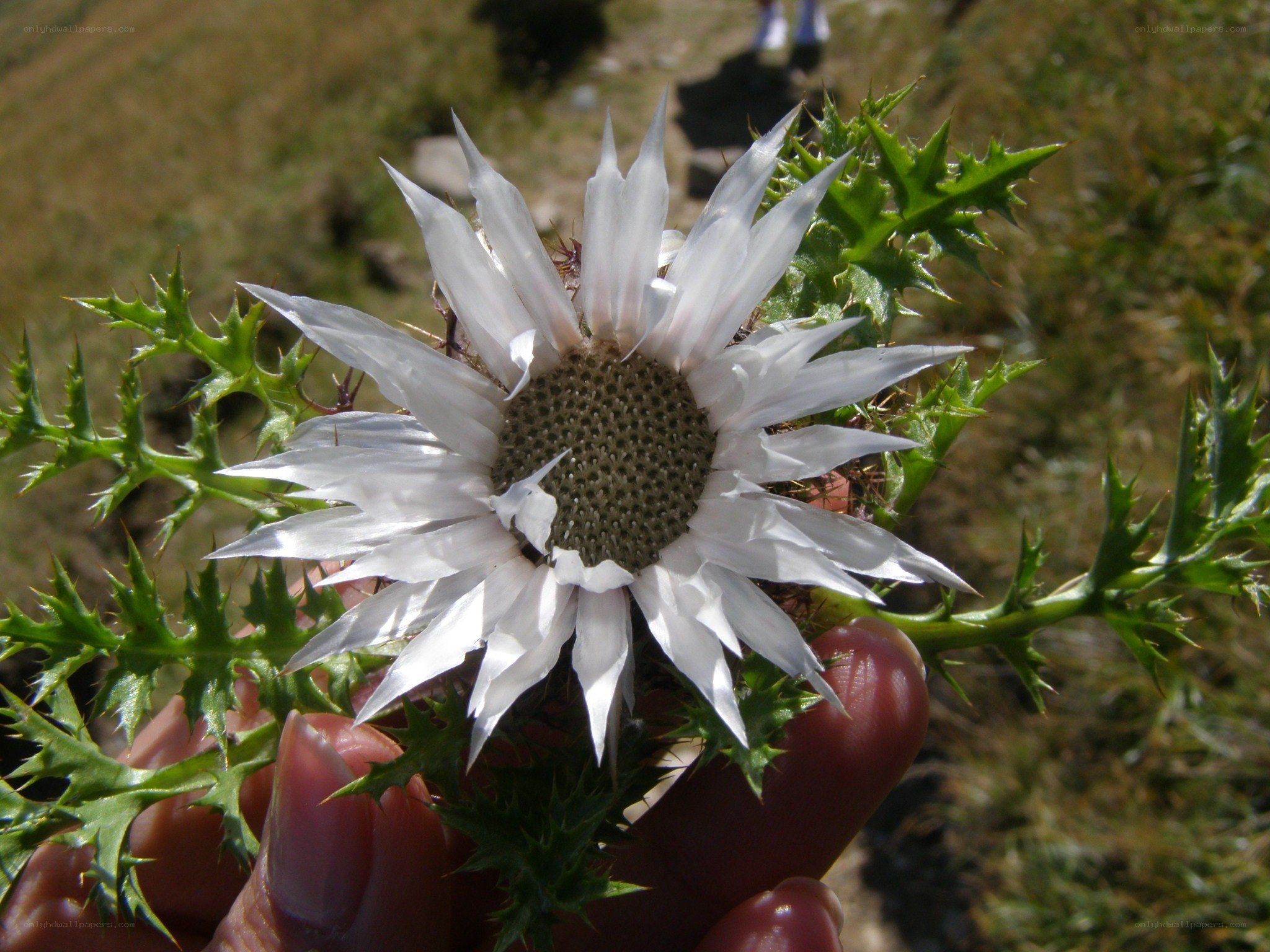 white thistle flower in hand