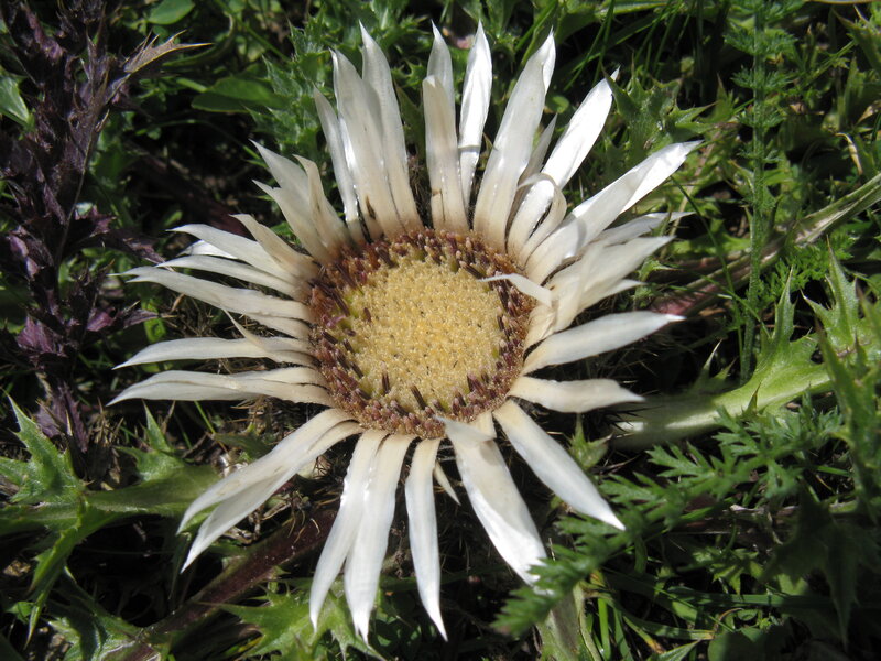 White Thistle Flower
