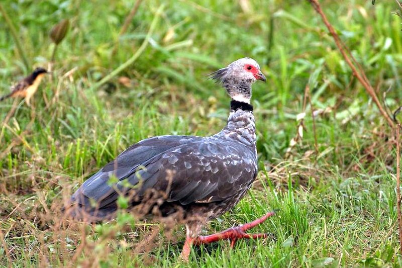 White-throated Caracara