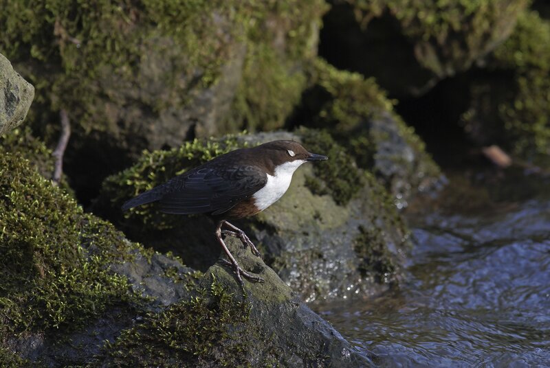 White-throated dipper on a rock
