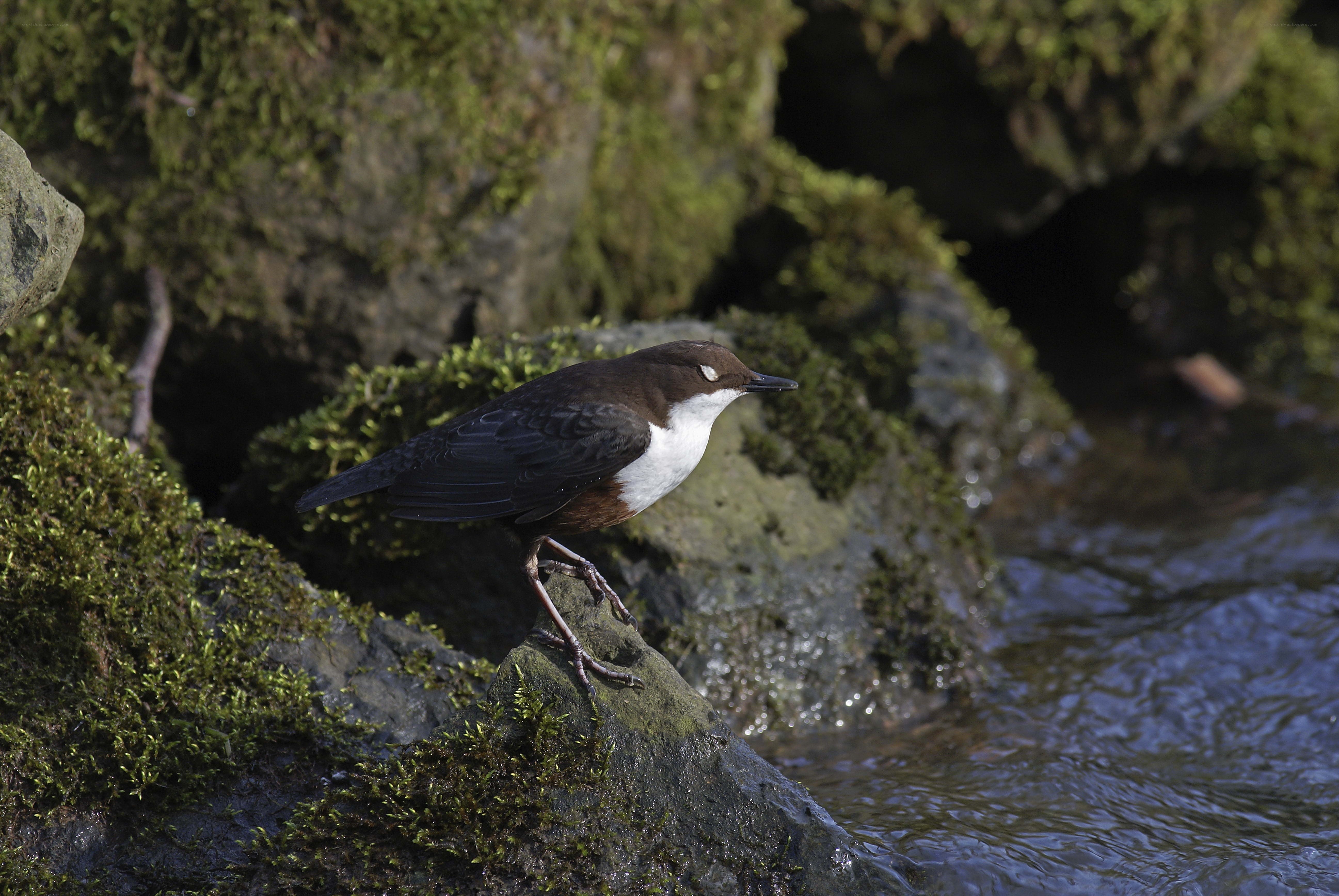 White-throated dipper on a rock