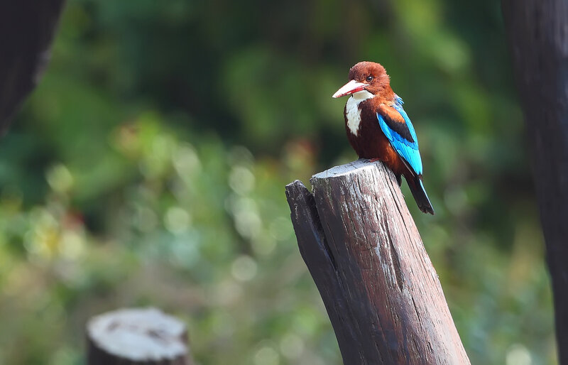 White-throated Kingfisher — Blue
