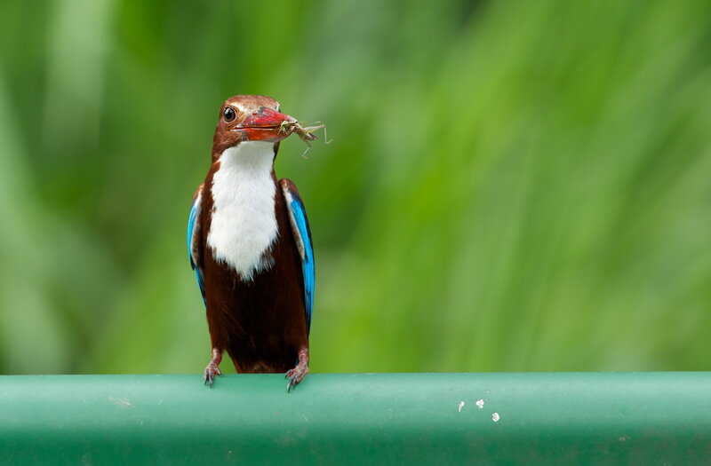 White-throated Kingfisher — Brown