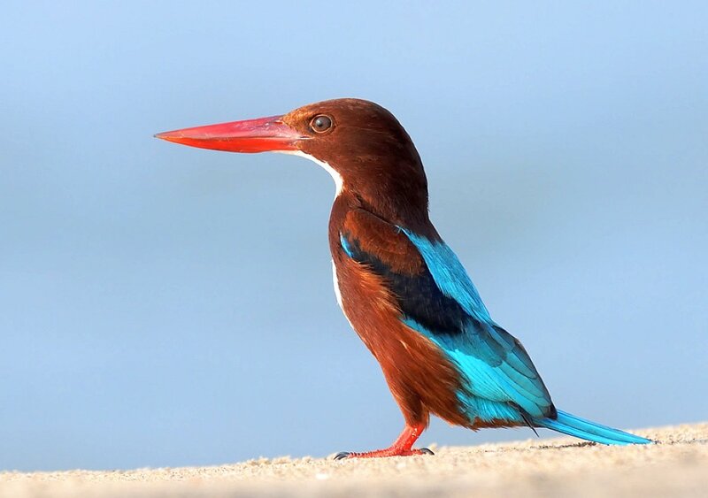 White-throated Kingfisher