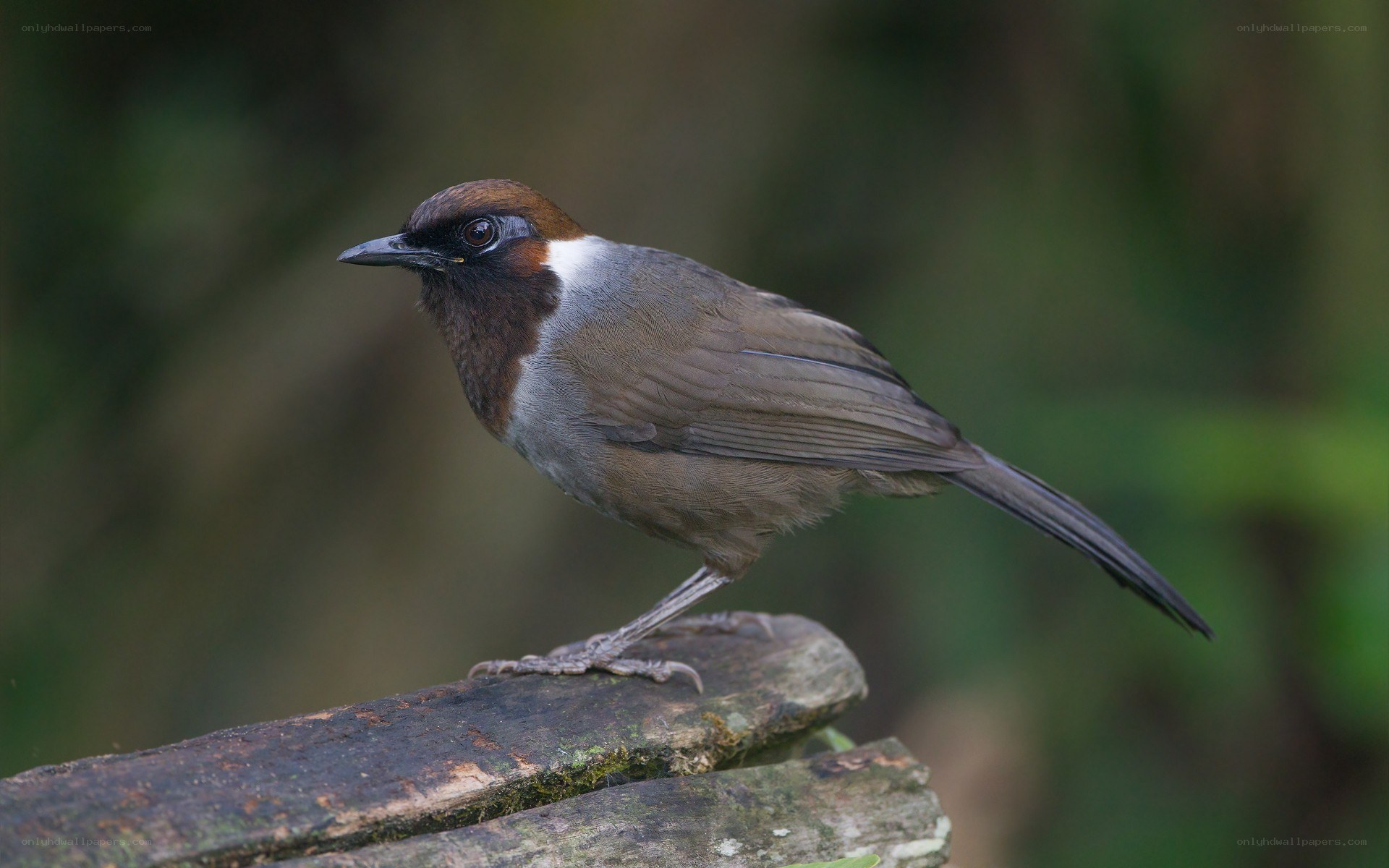 white-throated laughingthrush
