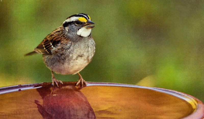 White-throated Sparrow — Brown, Calm, Afternoon