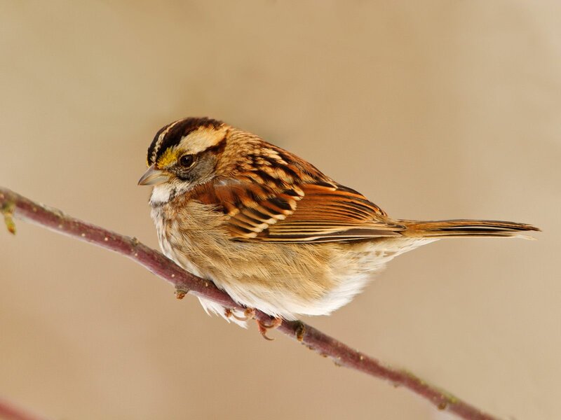 White-throated Sparrow — Brown, Calm