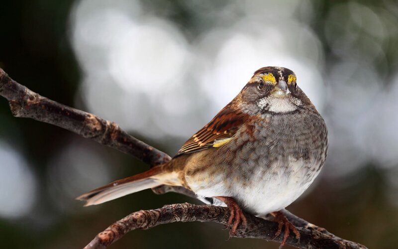 White-throated Sparrow — Brown, Calm, Winter