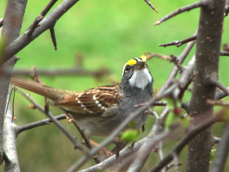 White-throated Sparrow — Brown