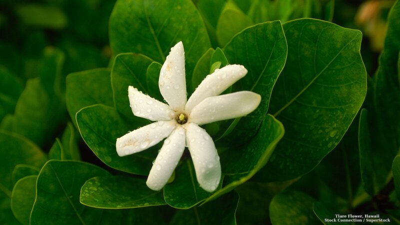 White Tiare Flower