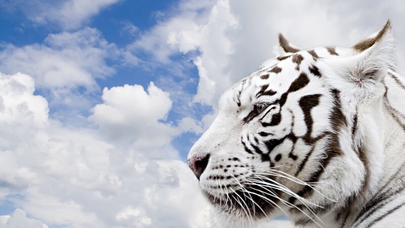 White tiger against blue sky