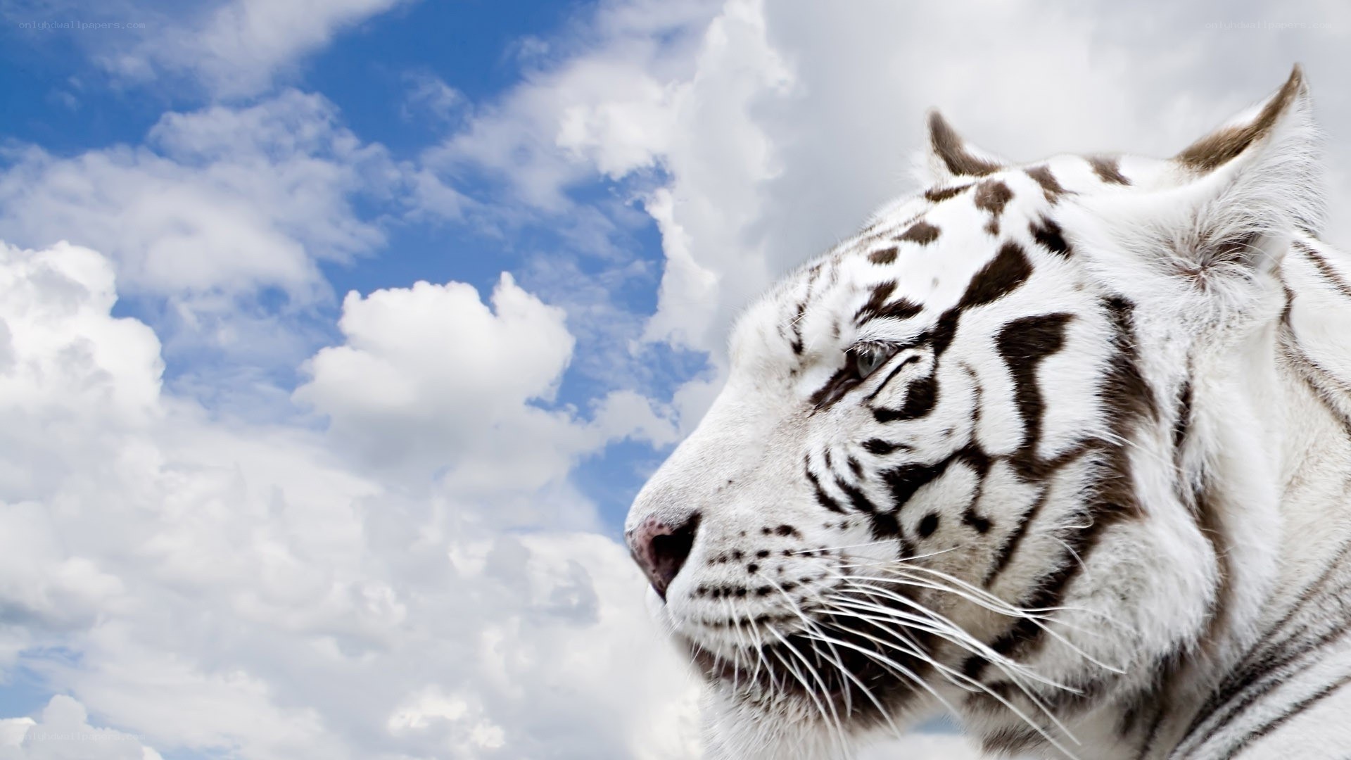 White tiger against blue sky