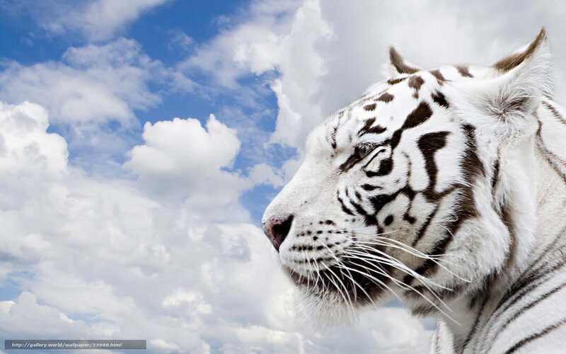white tiger against cloudy sky