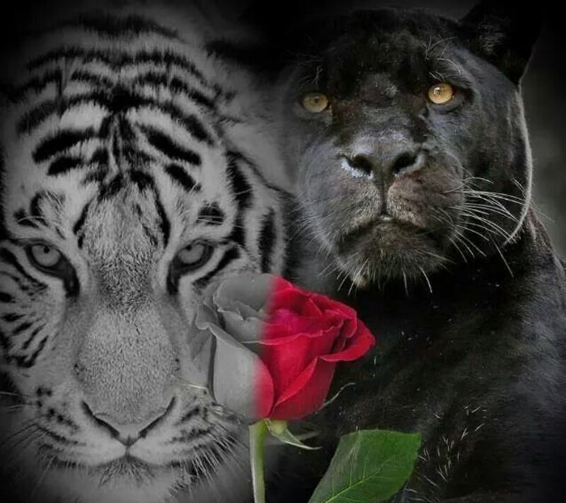 White Tiger and Black Panther