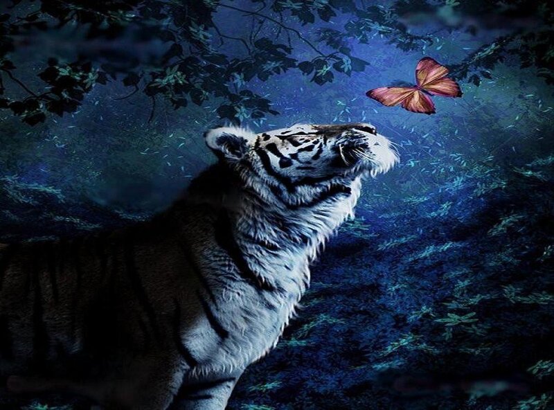 White Tiger and Butterfly