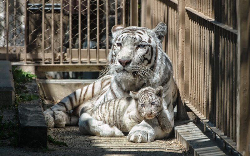 White Tiger and Cub — Calm, Afternoon