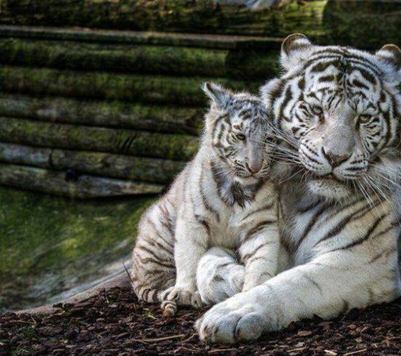 White Tiger and Cub — Calm, Photograph, Logs
