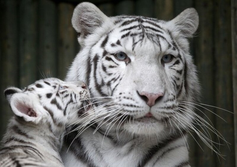 White Tiger and Cub — Calm, Photograph