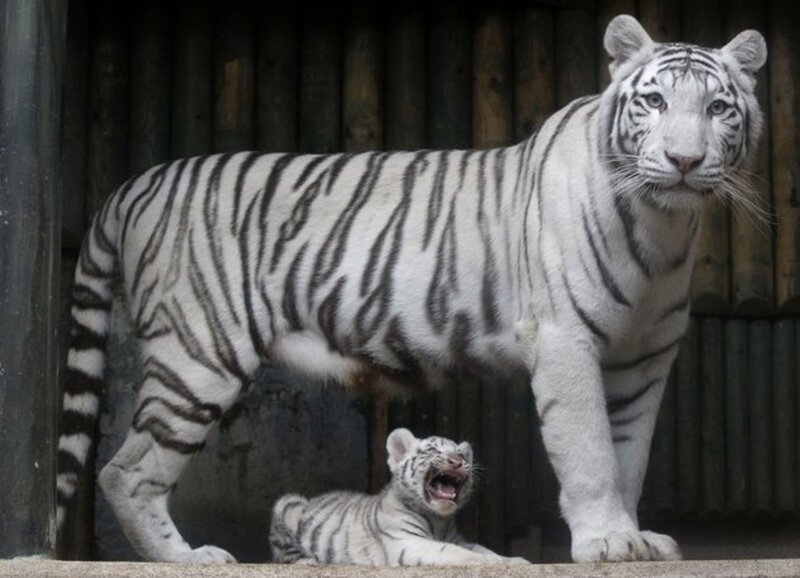 White Tiger and Cub — Calm