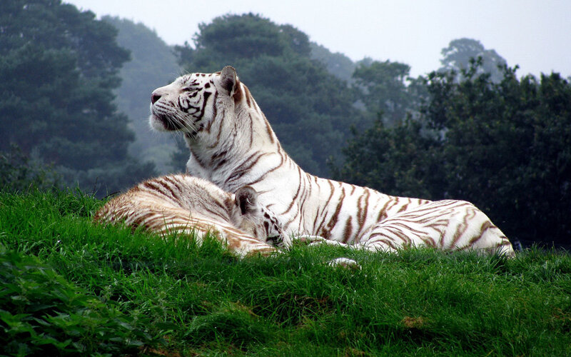 White Tiger and Cub — Green, Calm, Photograph
