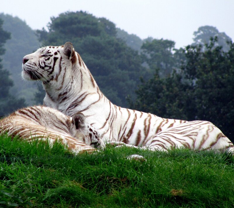 White Tiger and Cub — Green, Calm