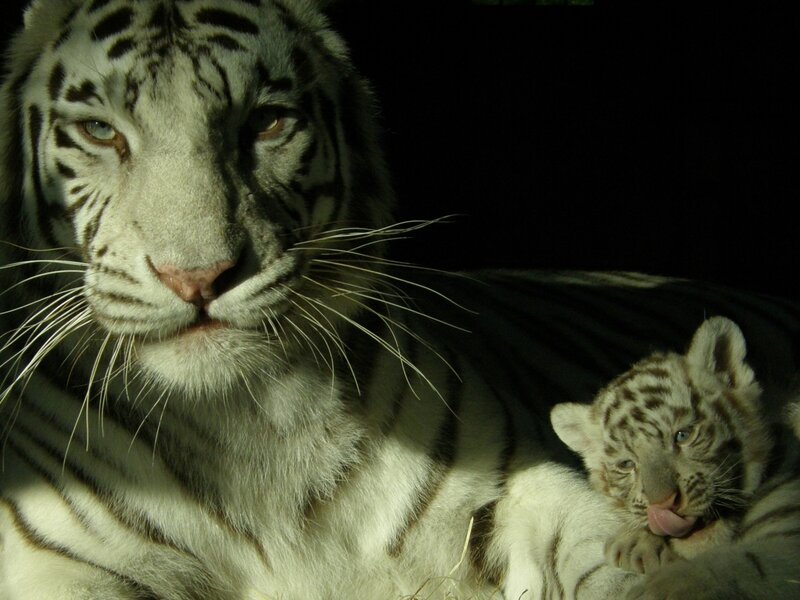 White tiger and cub resting