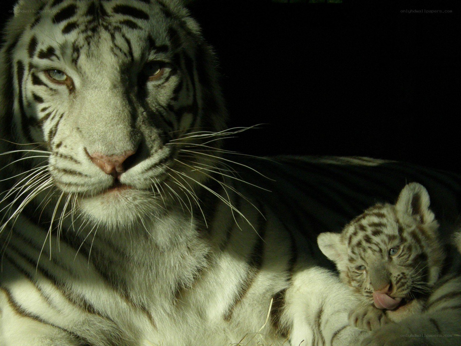 White tiger and cub resting