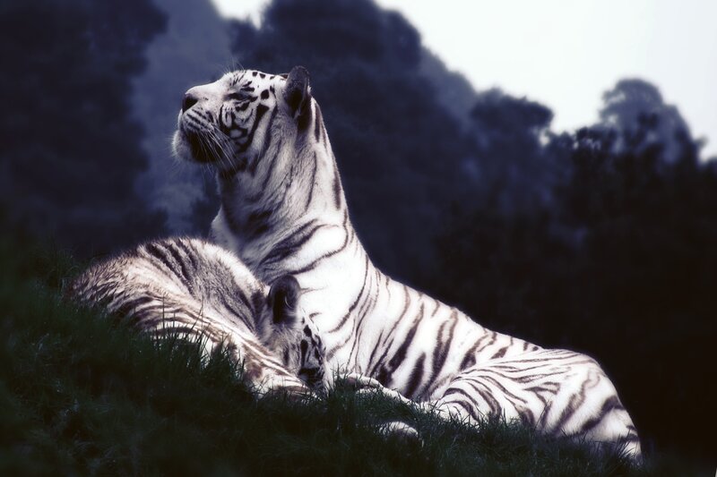 White Tiger and Cub — Serene