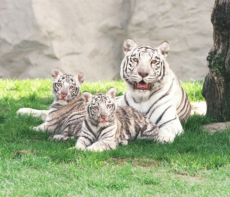 White Tiger and Cubs