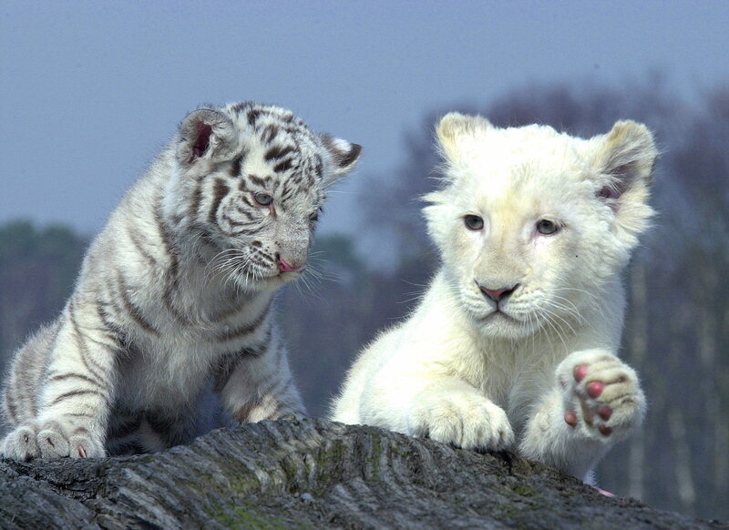 White Tiger and Lion Cubs