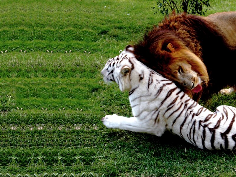 White Tiger and Lion