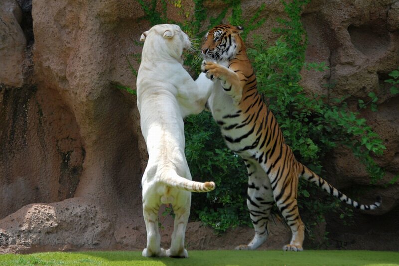 White Tiger and Orange Tiger — Green