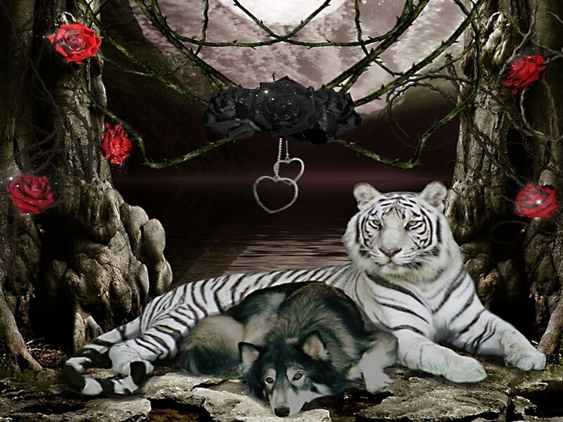 White Tiger and Wolf — Black