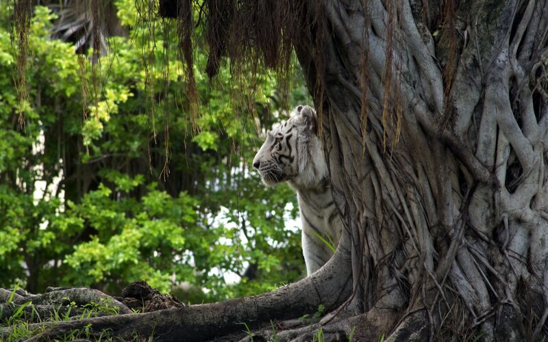 White Tiger Behind Tree — Green