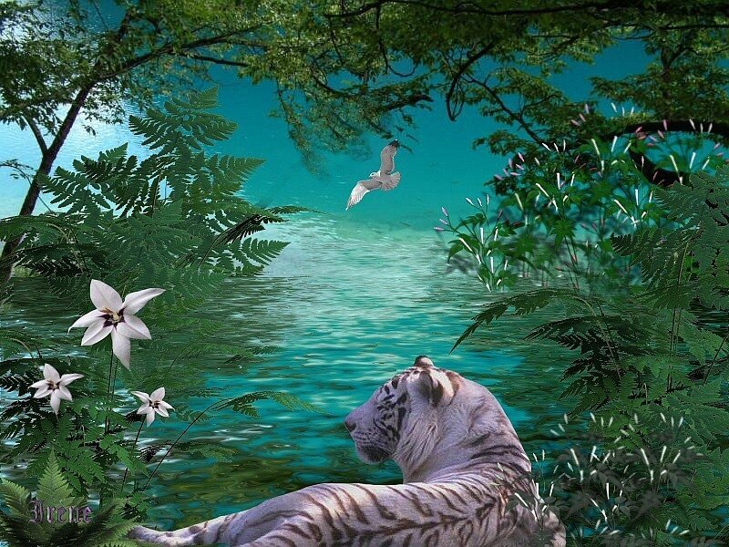 White tiger by a turquoise river