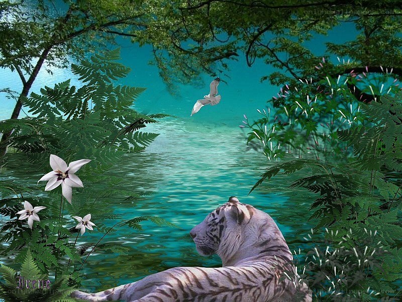 White tiger by a turquoise river